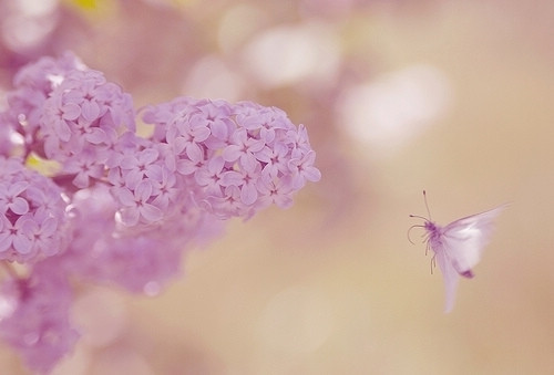招桃花 风水