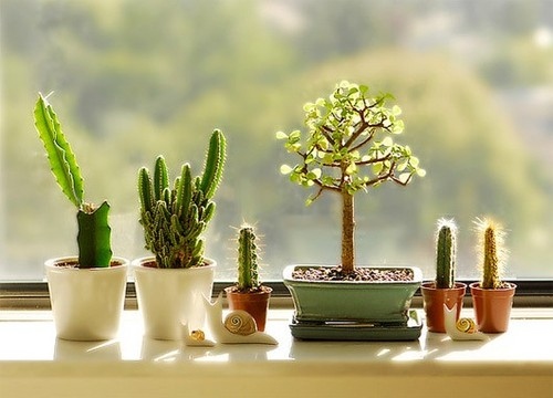 家里种什么植物风水好