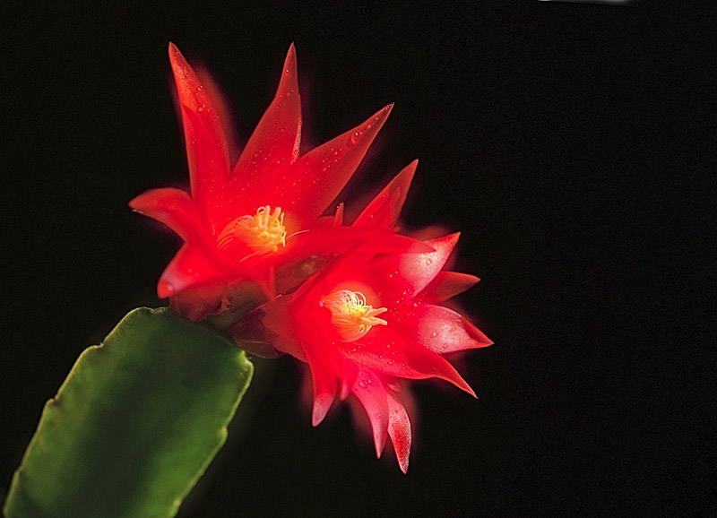 蟹爪兰的养殖方法 蟹爪兰家居风水影响