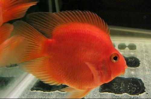 五行属水风水鱼养殖学